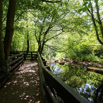 a walk path in the woods with water running by it